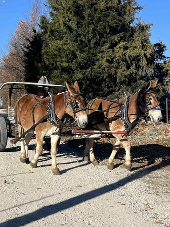 "Grizzly & Bear" Sorrel Gelding Mule