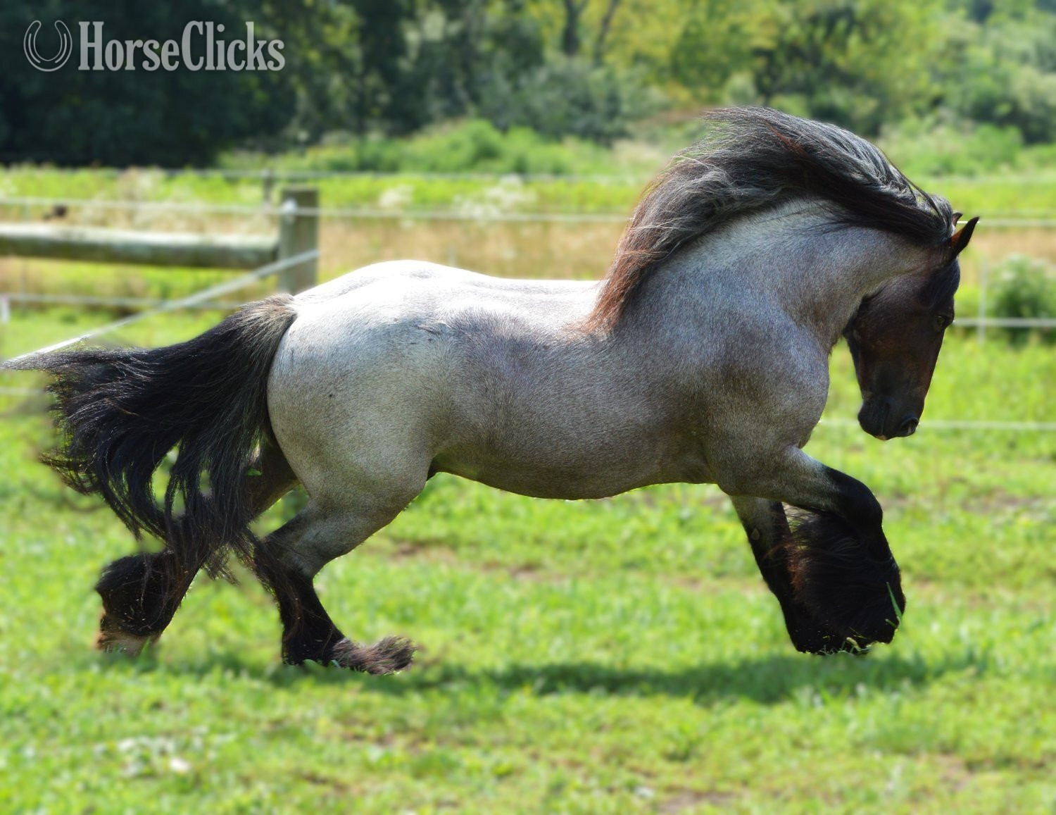 "High Valley Bonfire of Chestnut Oak" Bay Roan Stallion Gypsy Vanner in Pennsylvania