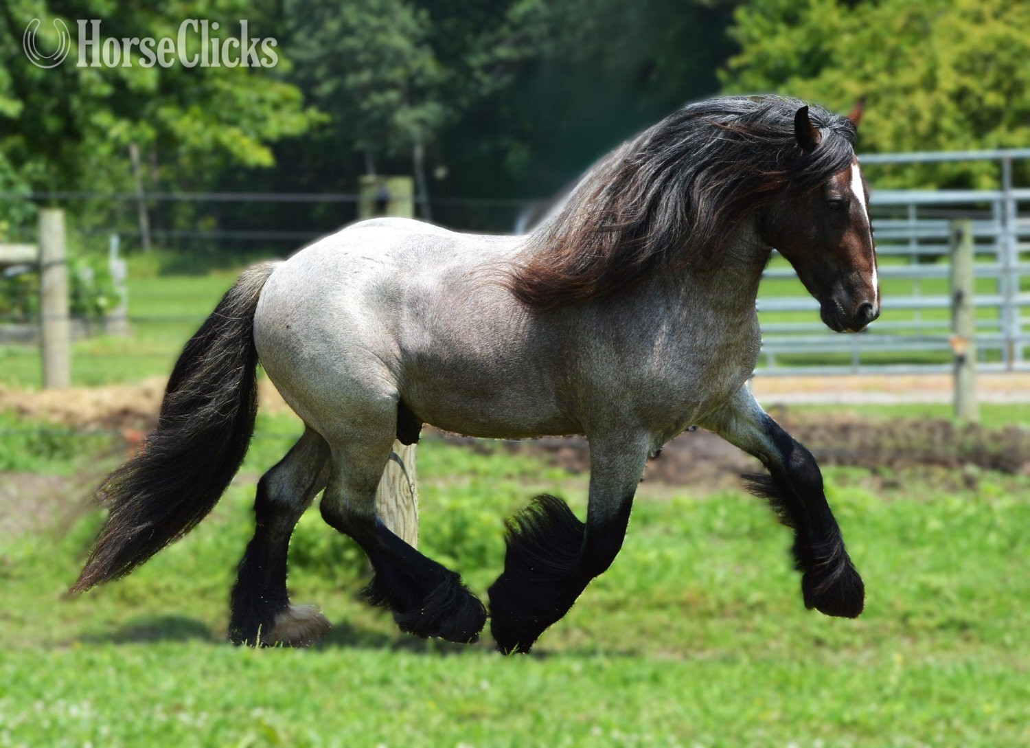 "High Valley Bonfire of Chestnut Oak" Bay Roan Stallion Gypsy Vanner