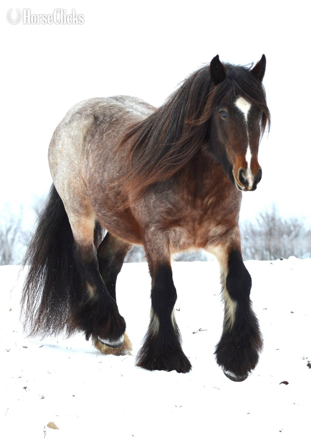 "High Valley Bonfire of Chestnut Oak" Bay Roan Stallion Gypsy Vanner - Gypsy Vanner