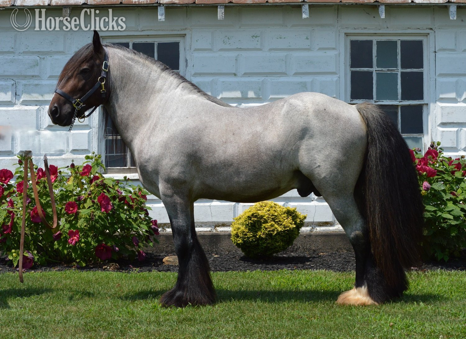 "High Valley Bonfire of Chestnut Oak" Bay Roan Stallion Gypsy Vanner Pennsylvania