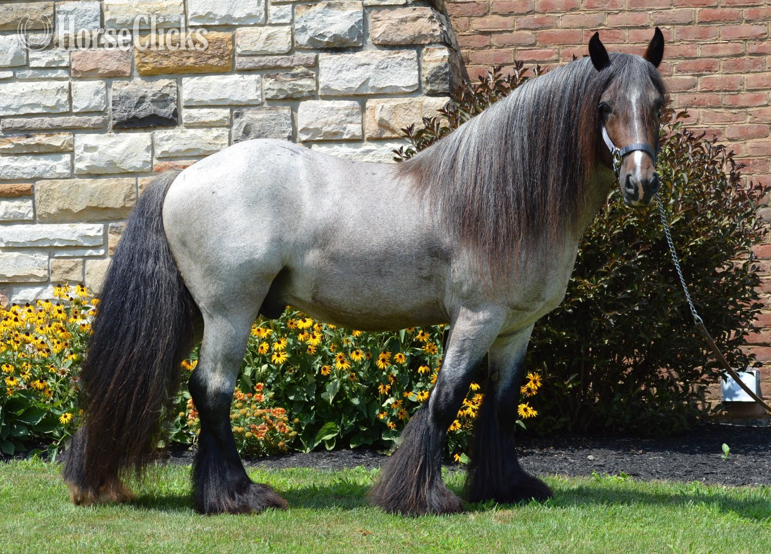 Gypsy Vanner - "High Valley Bonfire of Chestnut Oak" Bay Roan Stallion Gypsy Vanner in Pennsylvania