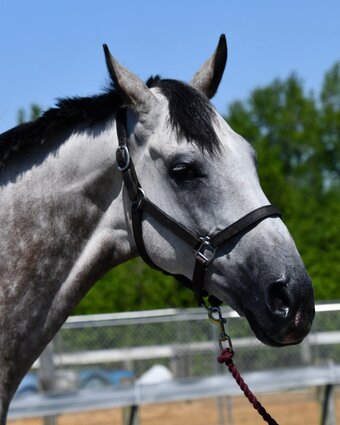 "Geordie" Gelding Thoroughbred