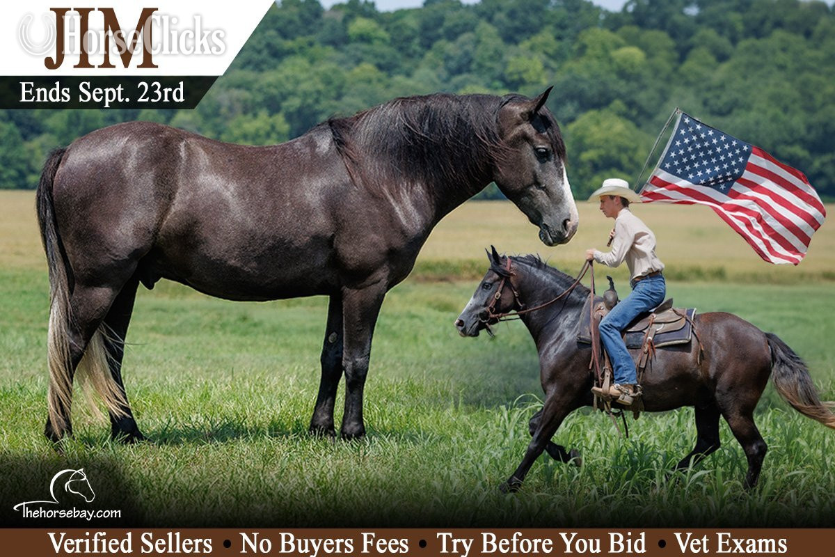 "Jim" Grey Gelding Draft in Kentucky