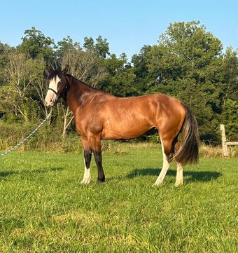 "Eleanor"  Mare Shire