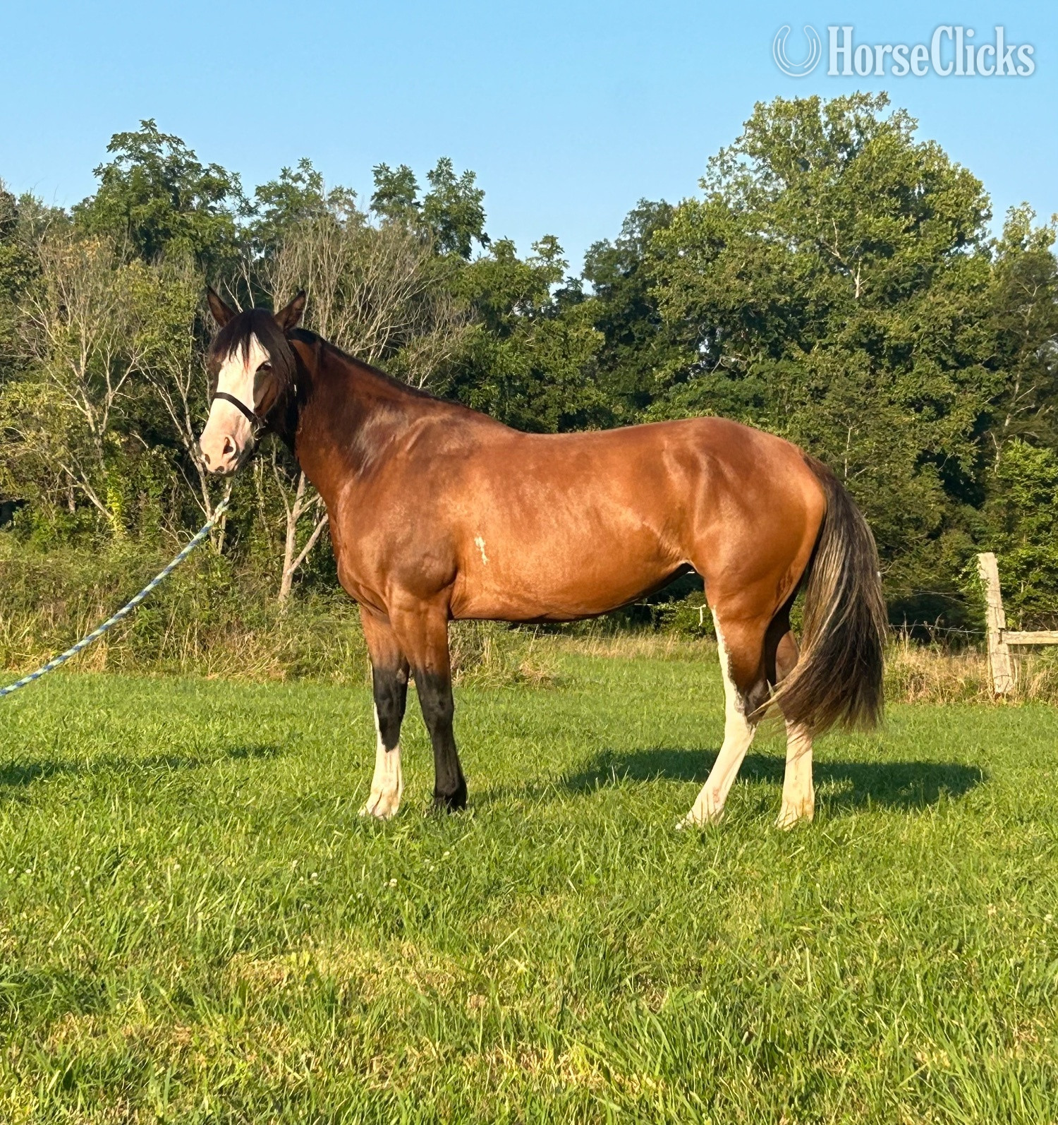 "Eleanor"  Mare Shire in Missouri