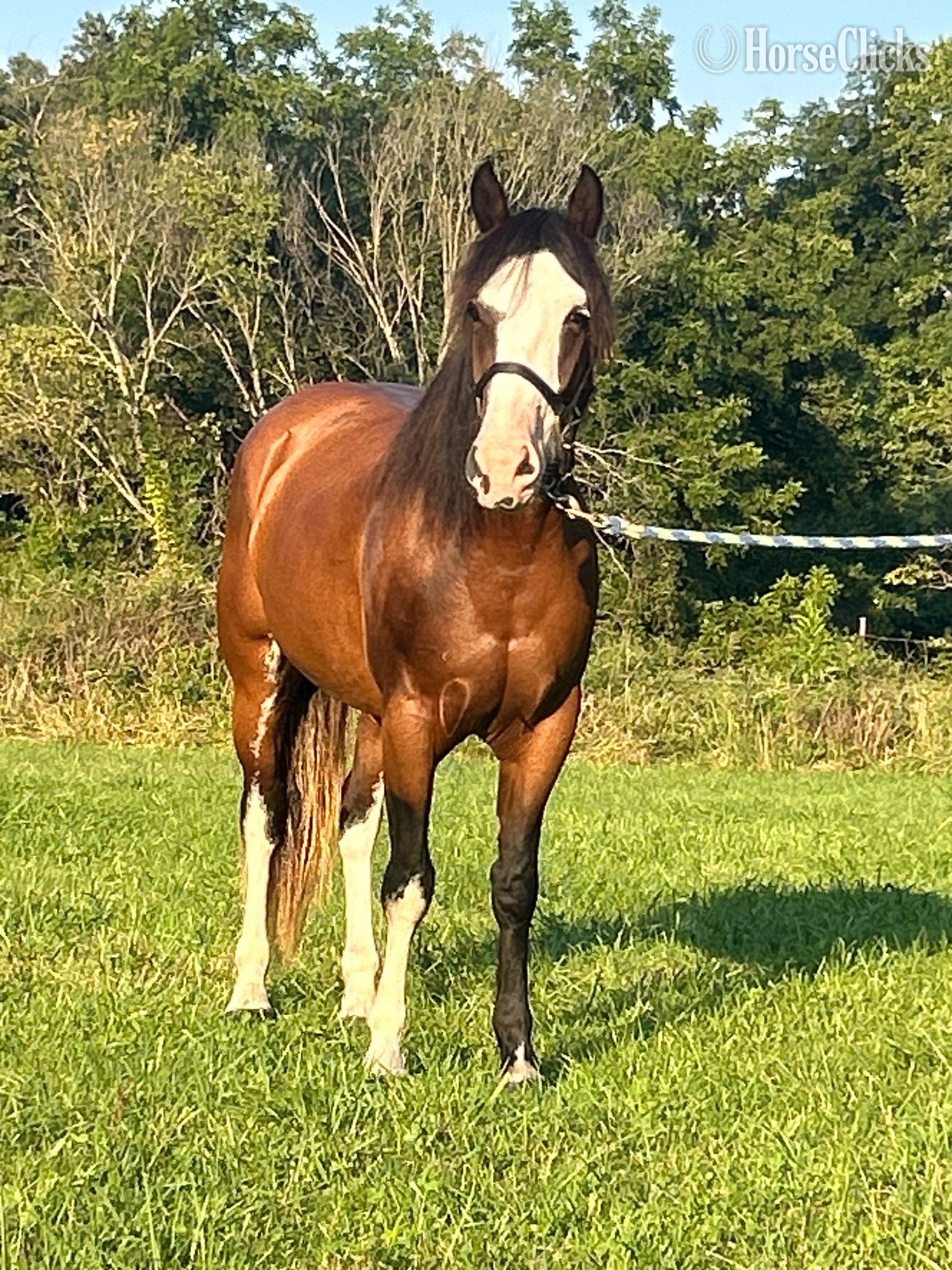 "Eleanor"  Mare Shire