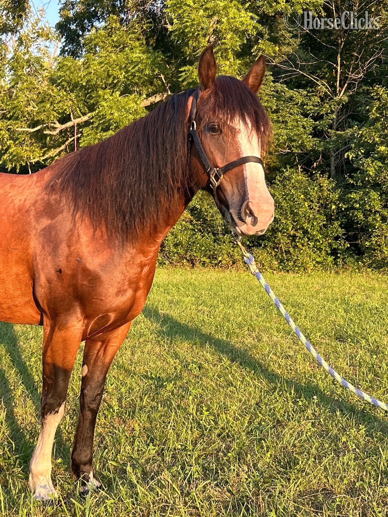 Missouri "Eleanor"  Mare Shire