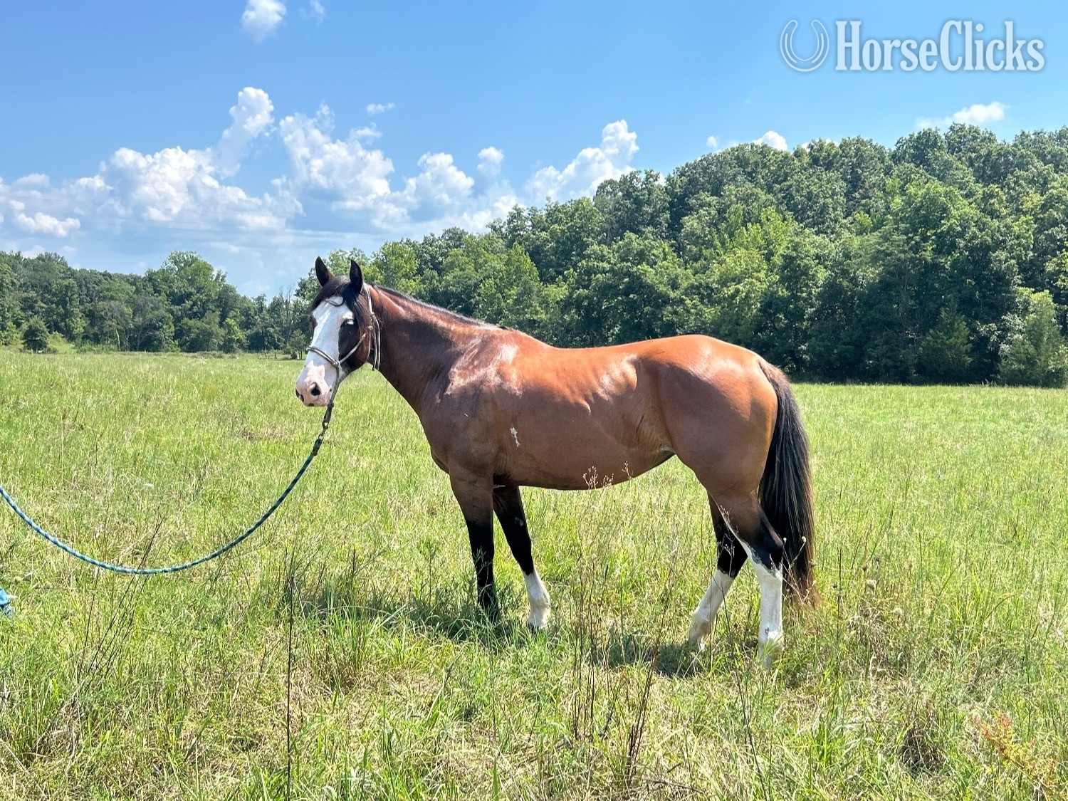 "Eleanor"  Mare Shire - Shire in Missouri