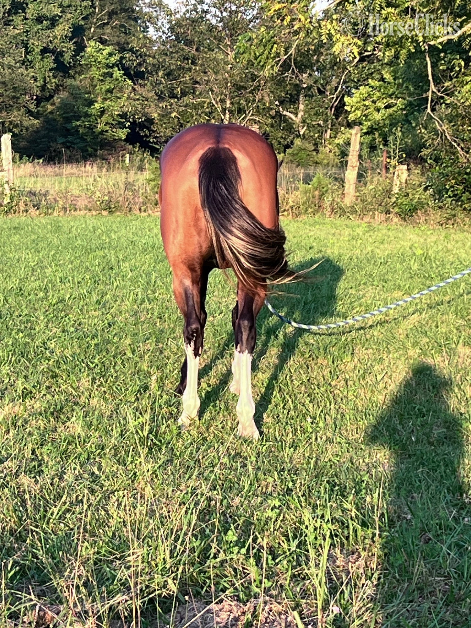 "Eleanor"  Mare Shire - Shire