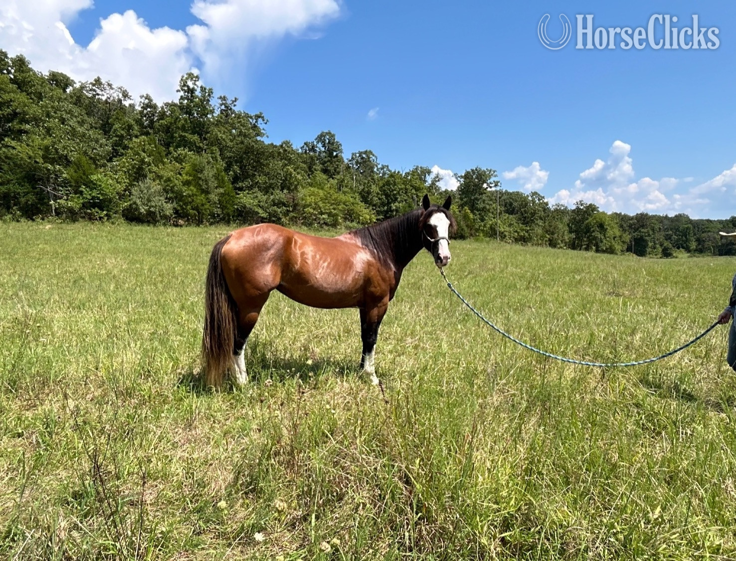"Eleanor"  Mare Shire Missouri