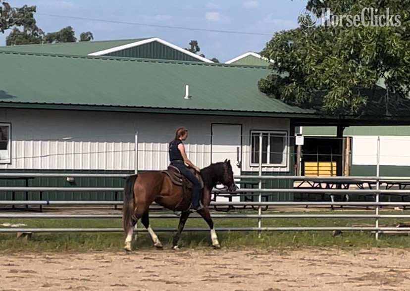 Shire - "Eleanor"  Mare Shire