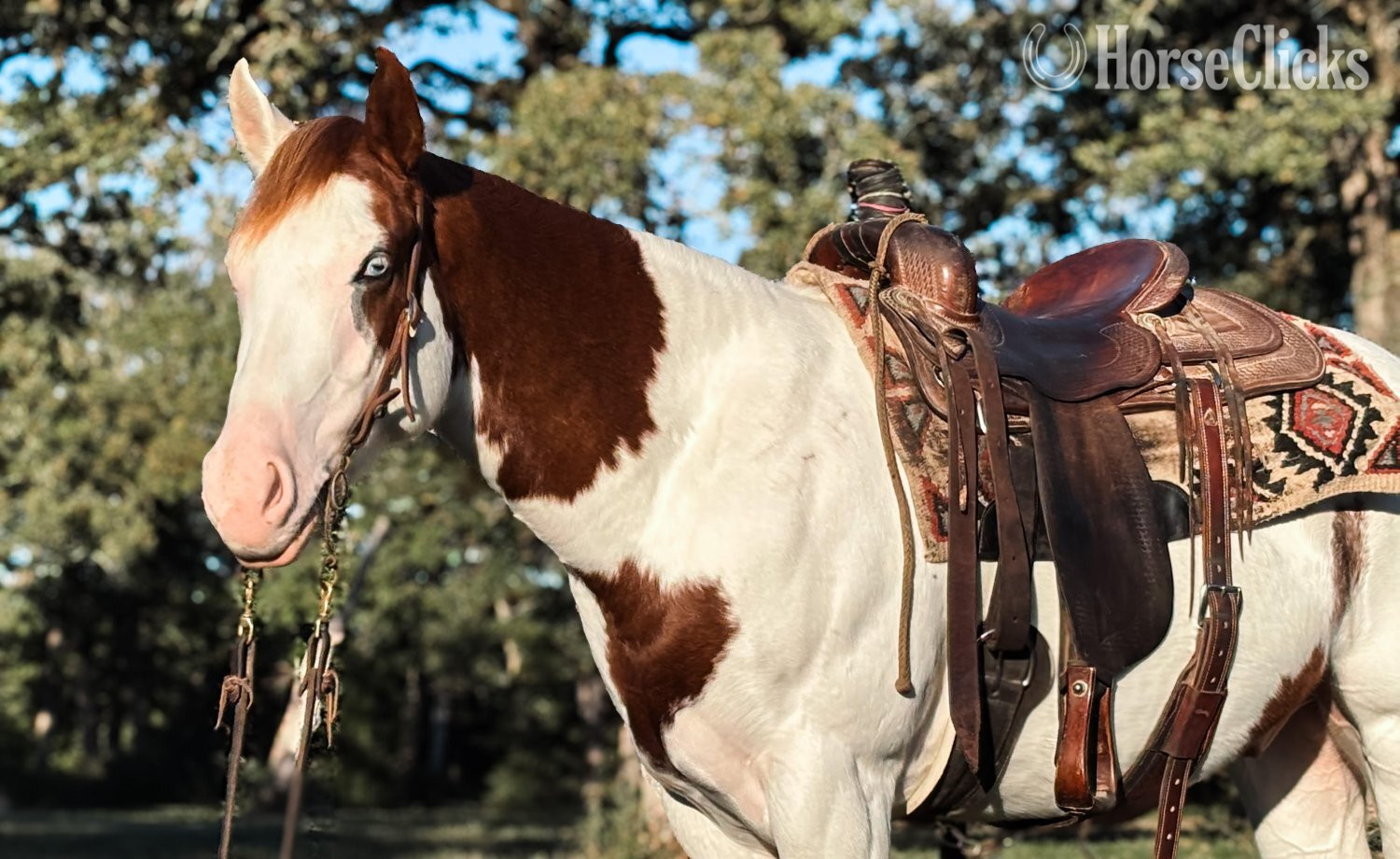 "Pinnochio" Pinto Gelding Paint in Ohio