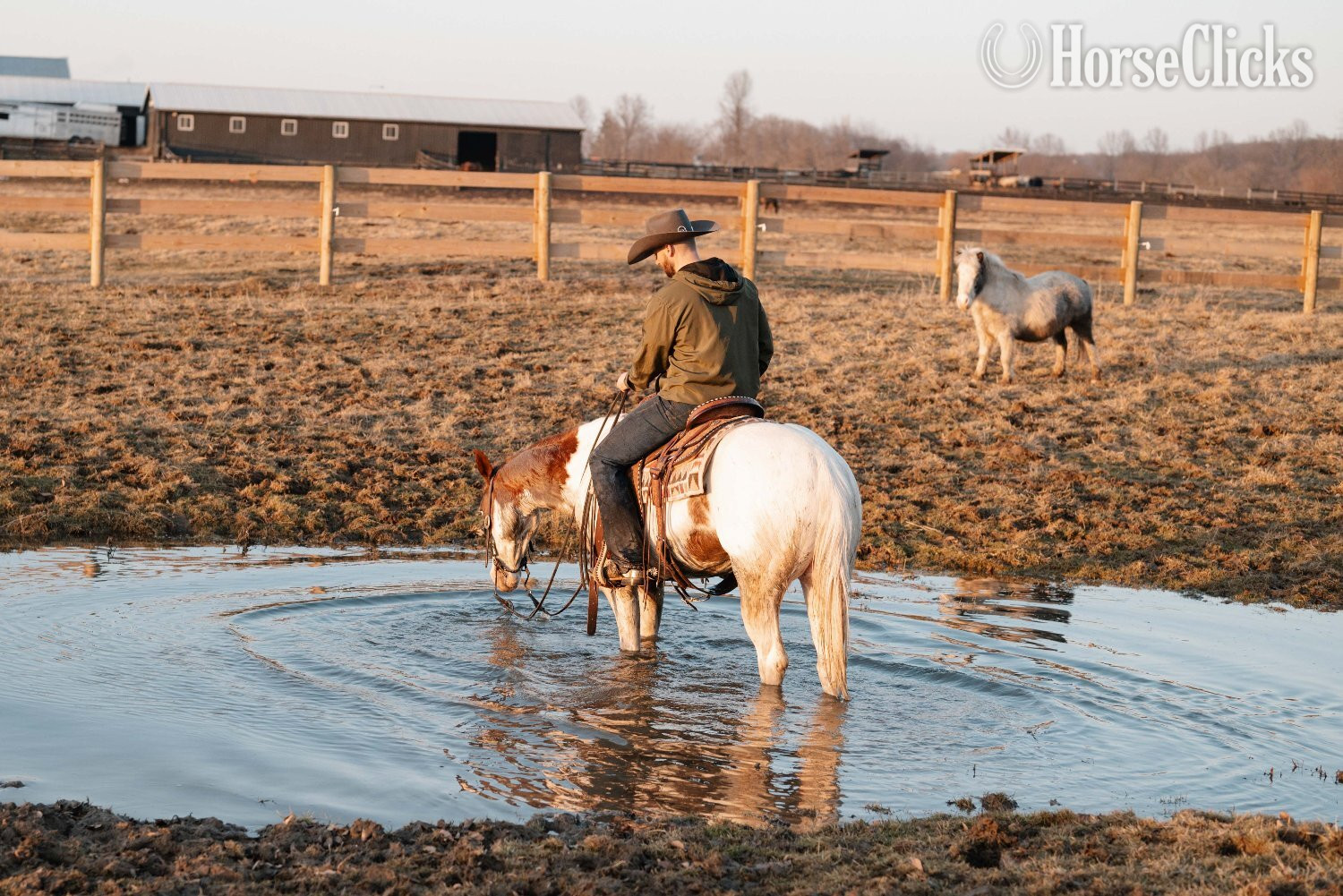 Ohio "Pinnochio" Pinto Gelding Paint