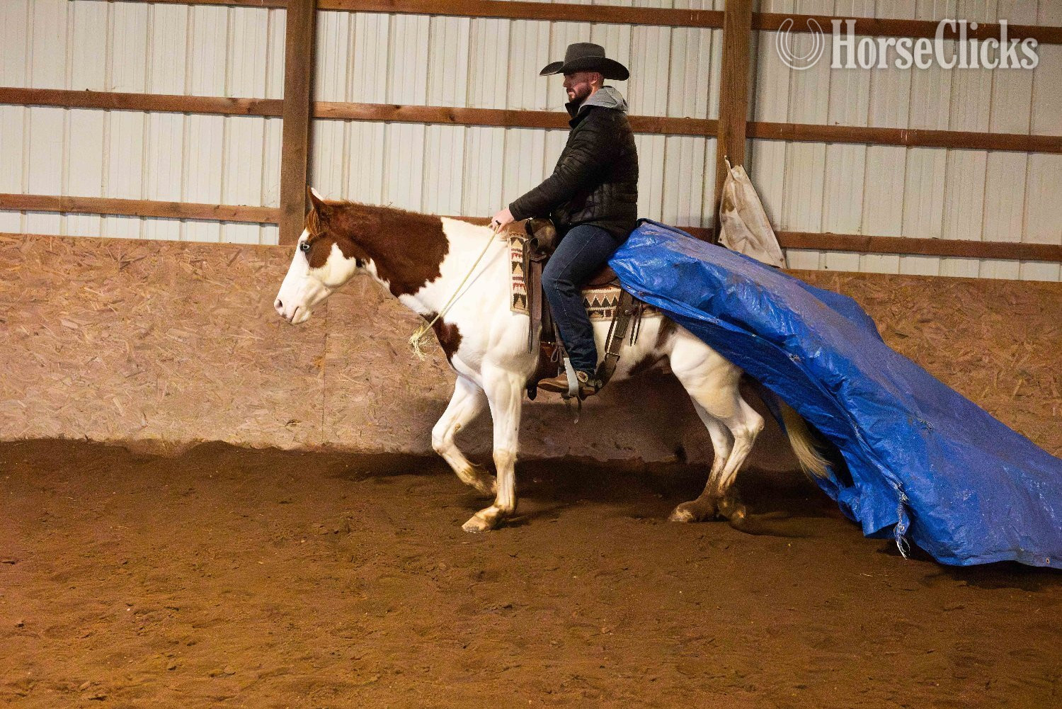 "Pinnochio" Pinto Gelding Paint - Paint