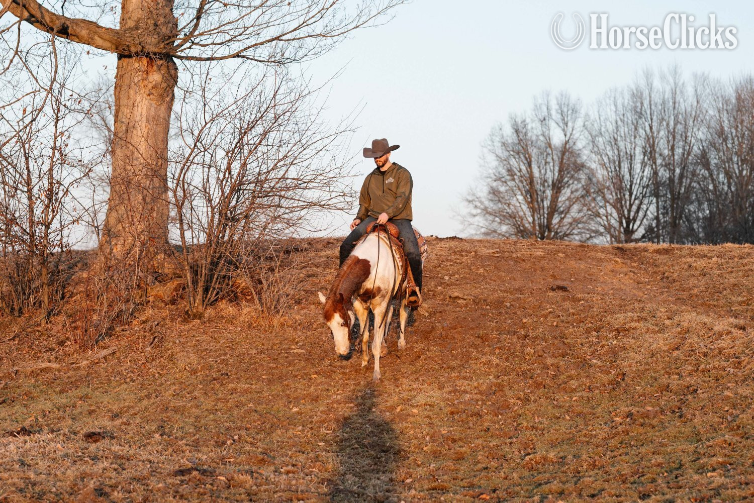 "Pinnochio" Pinto Gelding Paint Ohio
