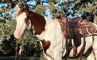 "Pinnochio" Pinto Gelding Paint