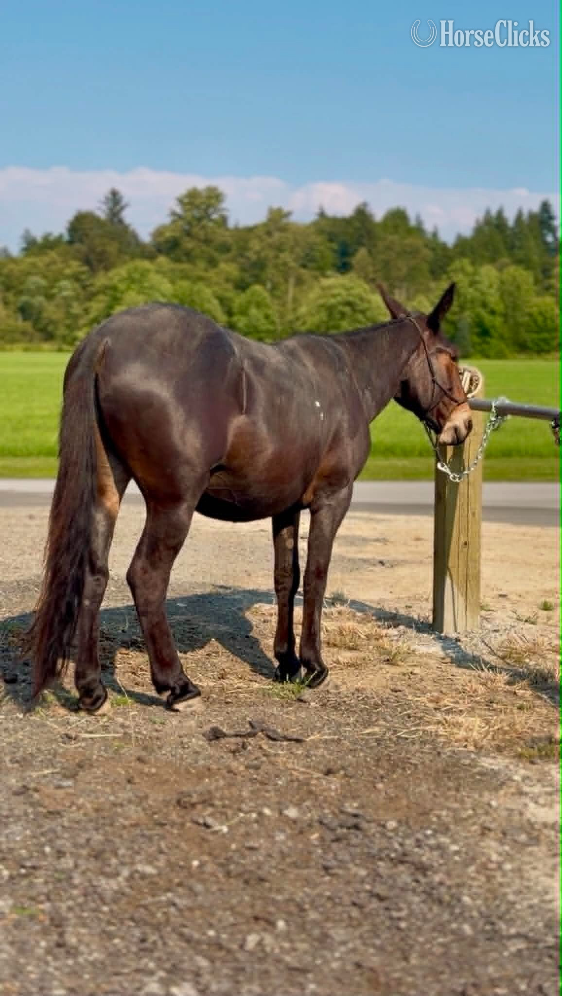 "Roscoe (John Mule)" Black Gelding Mule