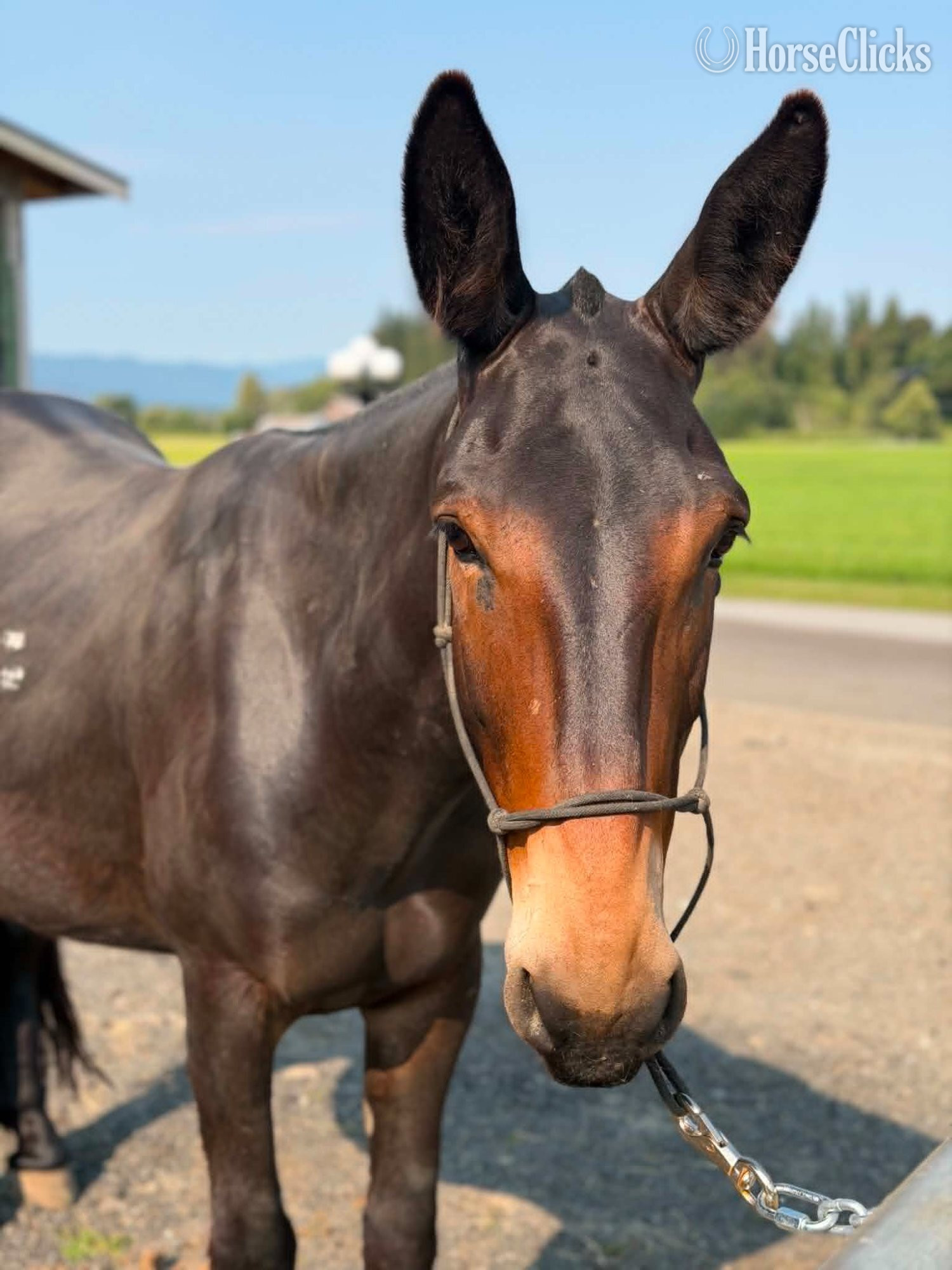 Washington "Roscoe (John Mule)" Black Gelding Mule