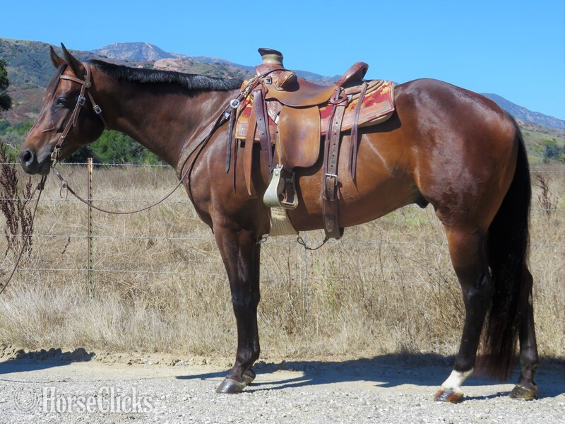 "KM BEST INVITED" Bay Gelding Quarter Horse in California