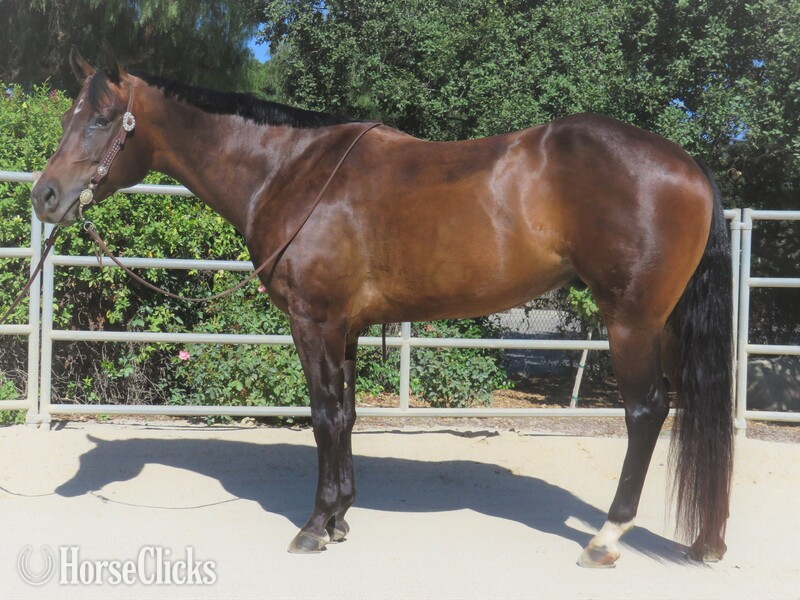 "KM BEST INVITED" Bay Gelding Quarter Horse