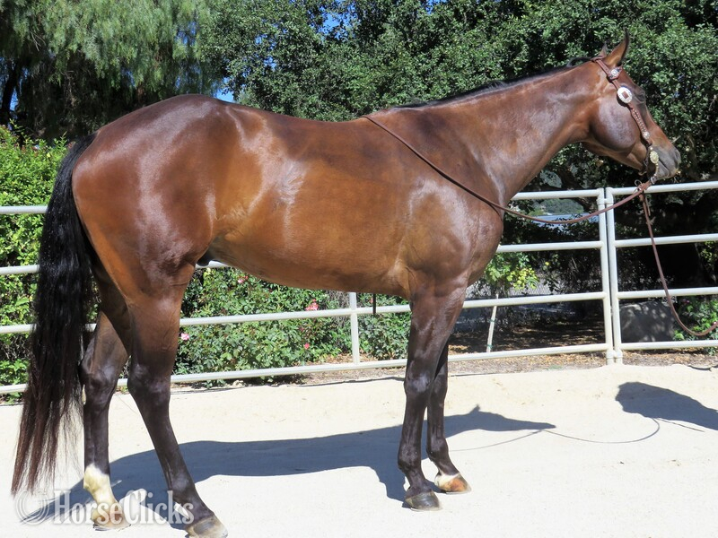 California "KM BEST INVITED" Bay Gelding Quarter Horse