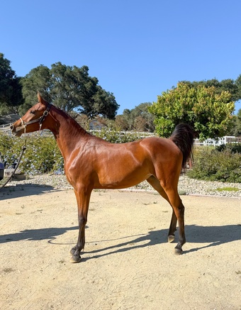 "Bajas Coastal Cowgirl – Exceptional 2023" Bay Filly Arabian Cross