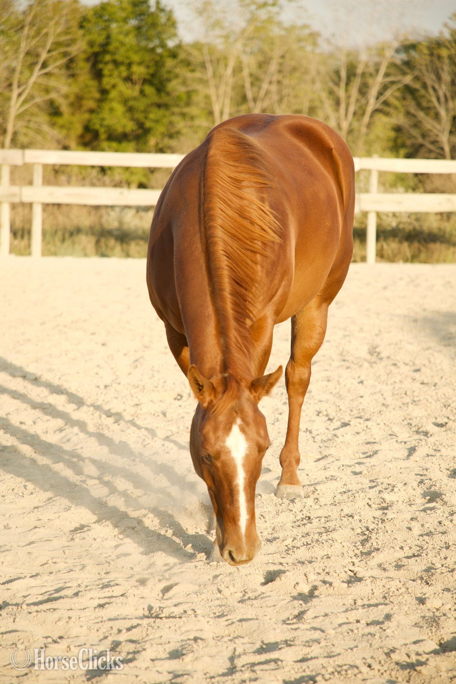 "Oscar " Sorrel Gelding Quarter Horse in Indiana