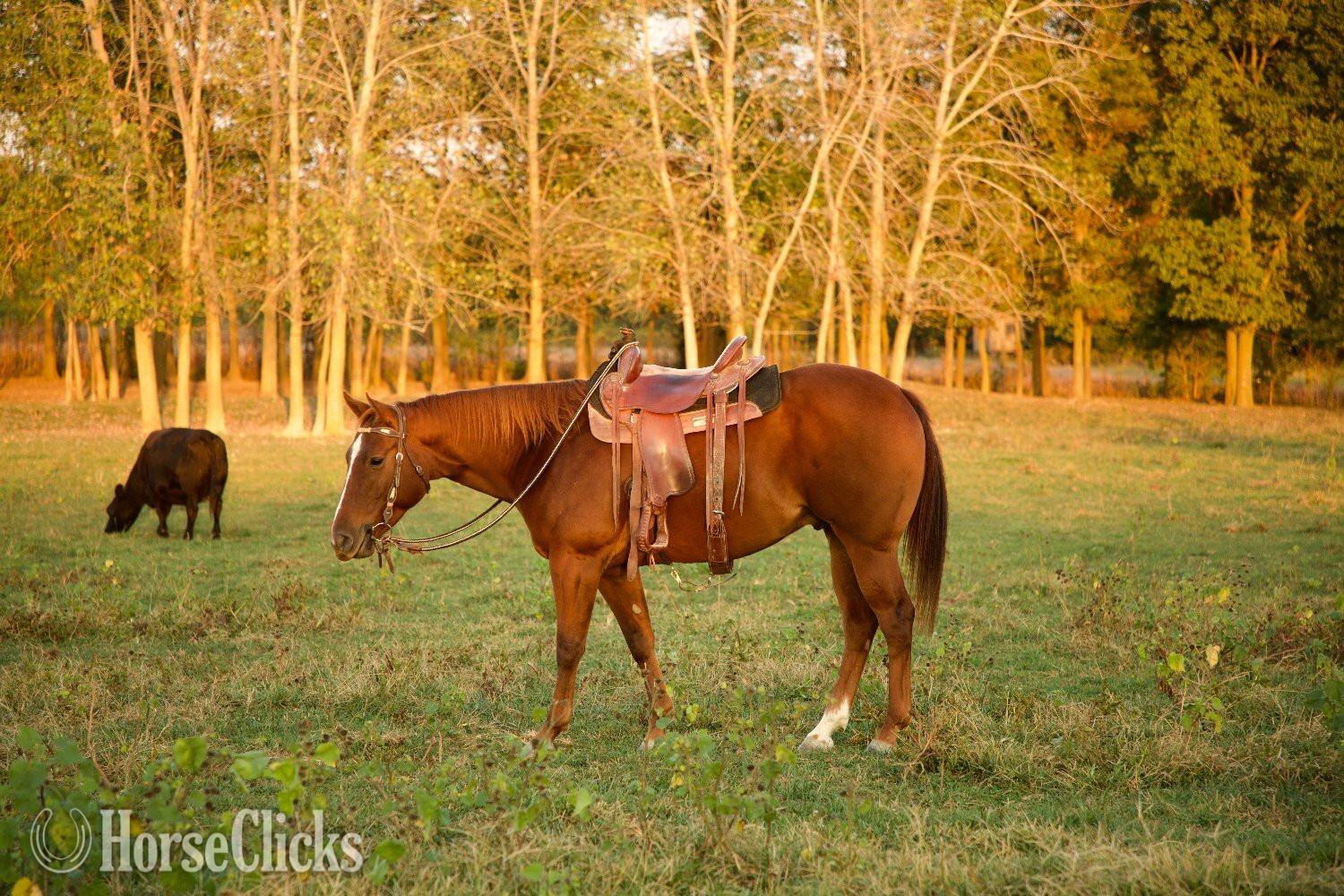 "Oscar " Sorrel Gelding Quarter Horse
