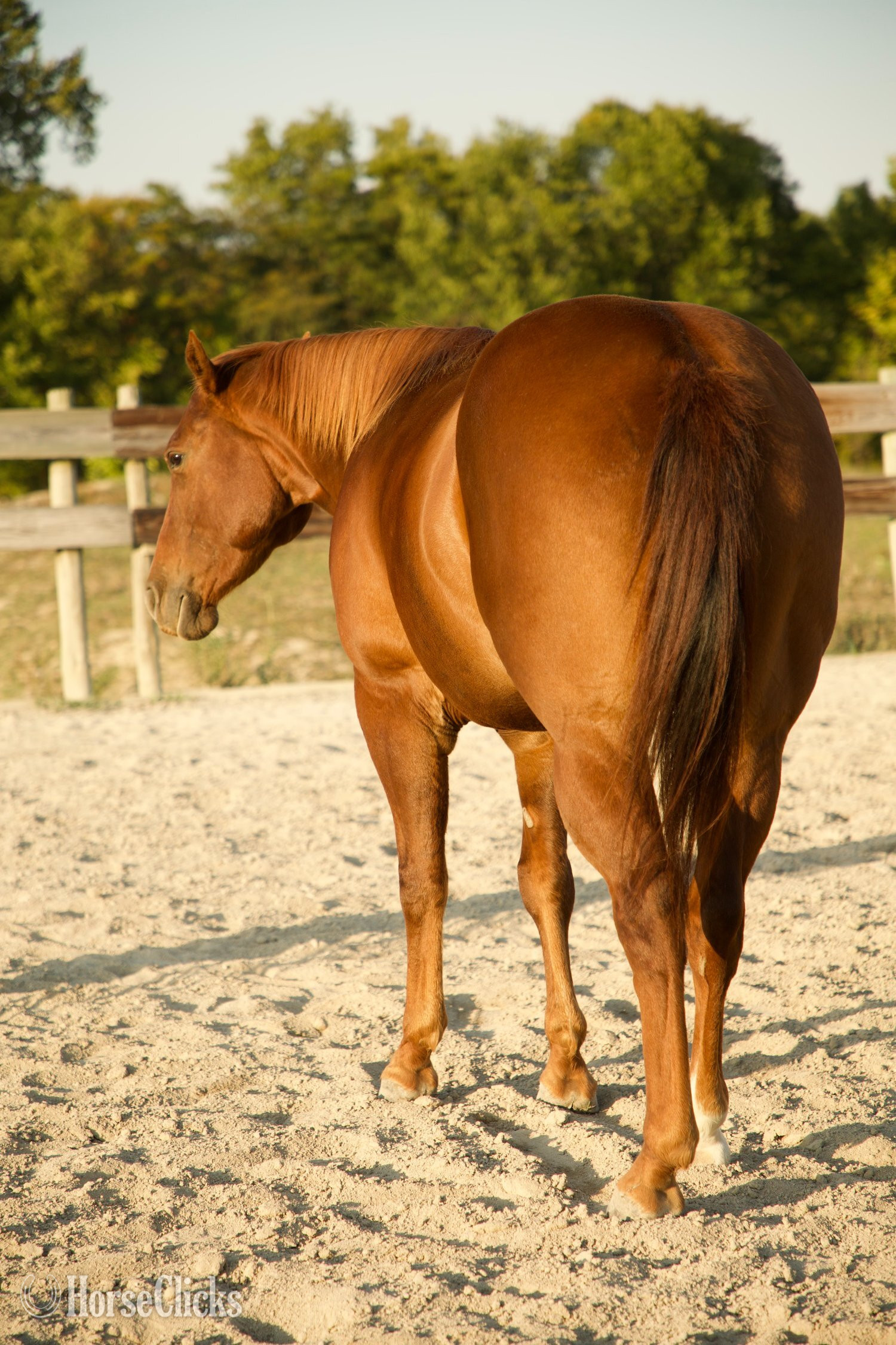 "Oscar " Sorrel Gelding Quarter Horse - Quarter Horse in Indiana