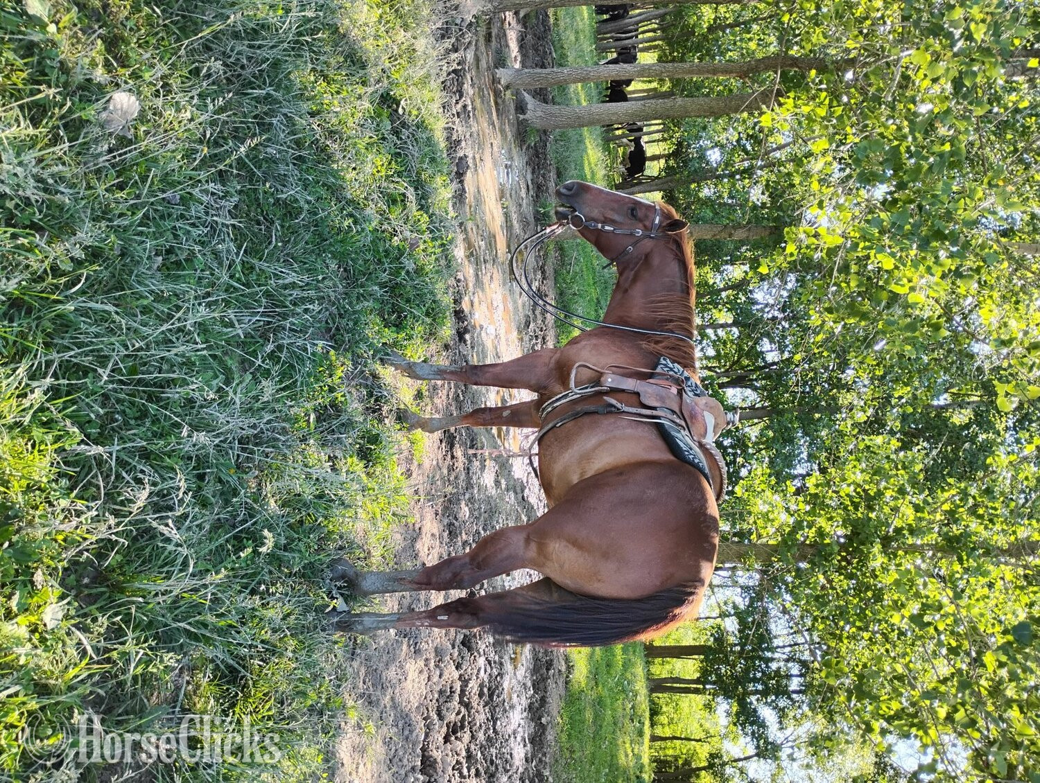 "Oscar " Sorrel Gelding Quarter Horse - Quarter Horse