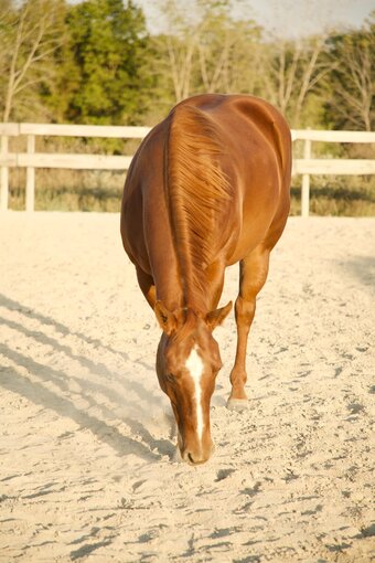 "Oscar " Sorrel Gelding Quarter Horse