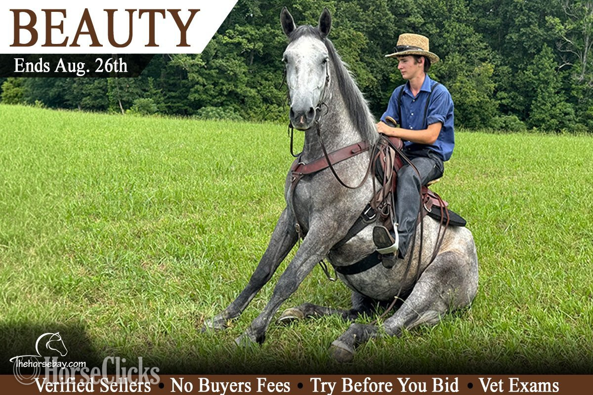 "Beauty" Grey Mare Percheron in Kentucky
