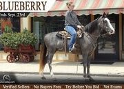"Blueberry" Blue Roan Mare Missouri Fox Trotter