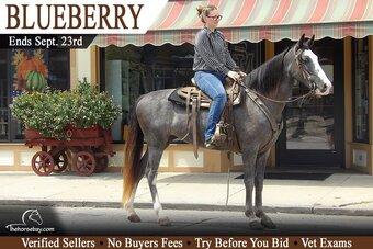 "Blueberry" Blue Roan Mare Missouri Fox Trotter