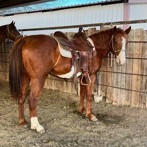 "Eyeore" Sorrel Gelding Quarter Pony