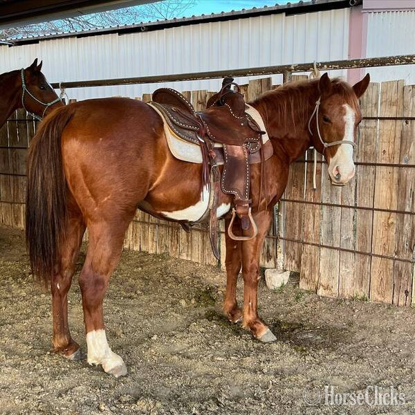 "Eyeore" Sorrel Gelding Quarter Pony in Texas