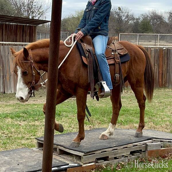 "Eyeore" Sorrel Gelding Quarter Pony