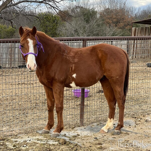 Texas "Eyeore" Sorrel Gelding Quarter Pony
