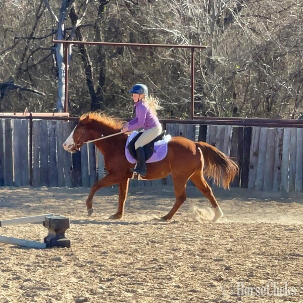 "Eyeore" Sorrel Gelding Quarter Pony - Quarter Pony