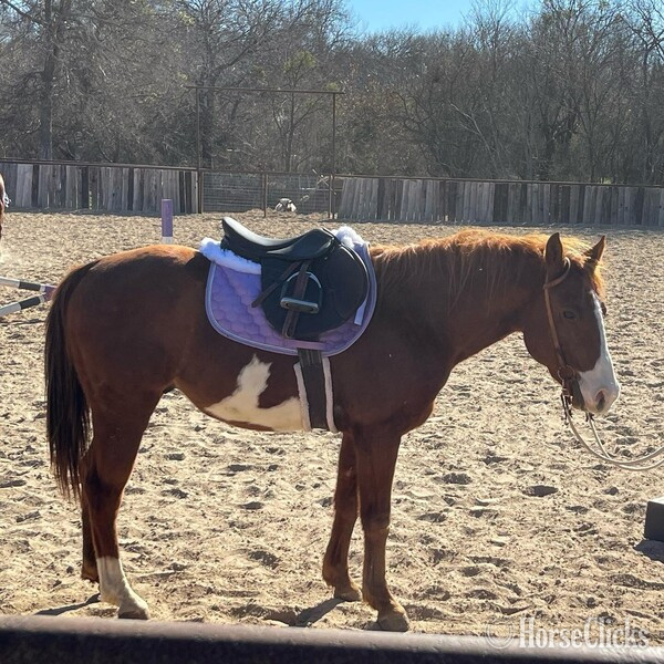 "Eyeore" Sorrel Gelding Quarter Pony Texas
