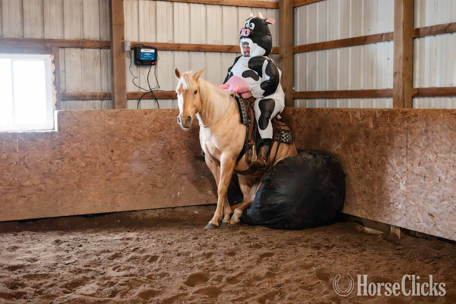 "First Chance Dreamer" Palomino Gelding Quarter Horse - Quarter Horse in Ohio