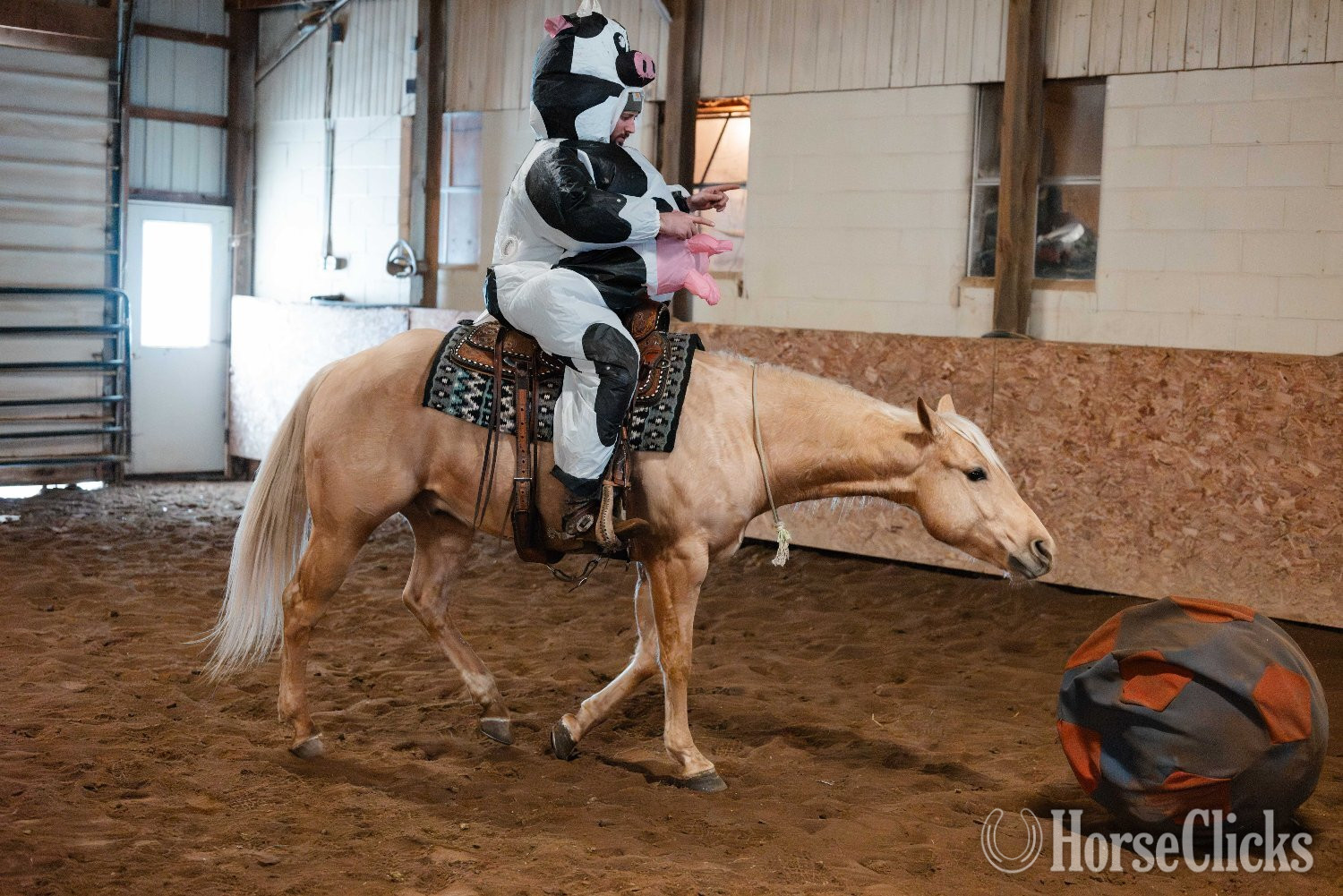 "First Chance Dreamer" Palomino Gelding Quarter Horse - Quarter Horse