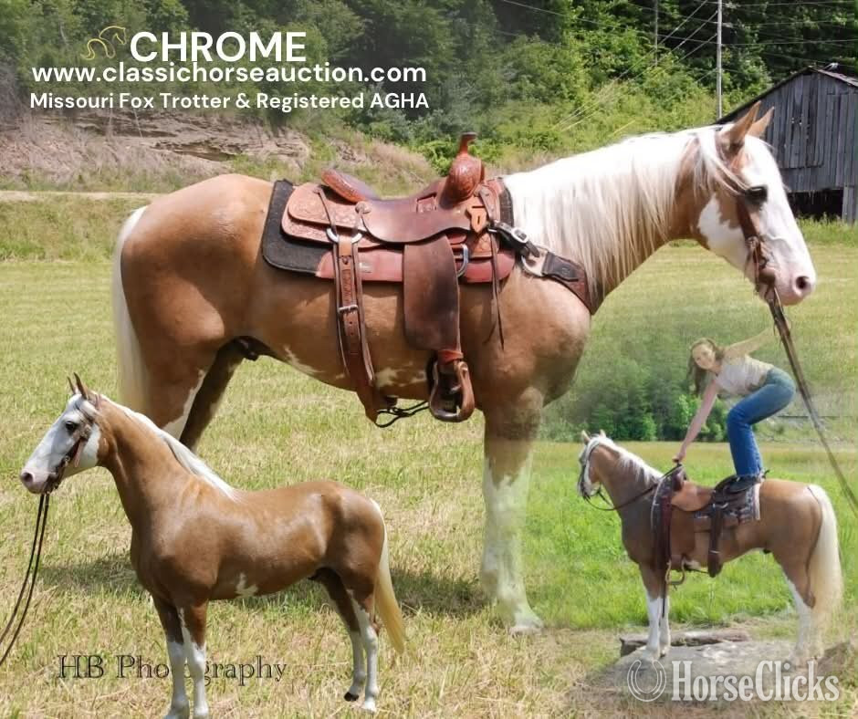 "CHROME" Palomino Gelding Tennessee Walker in Kentucky