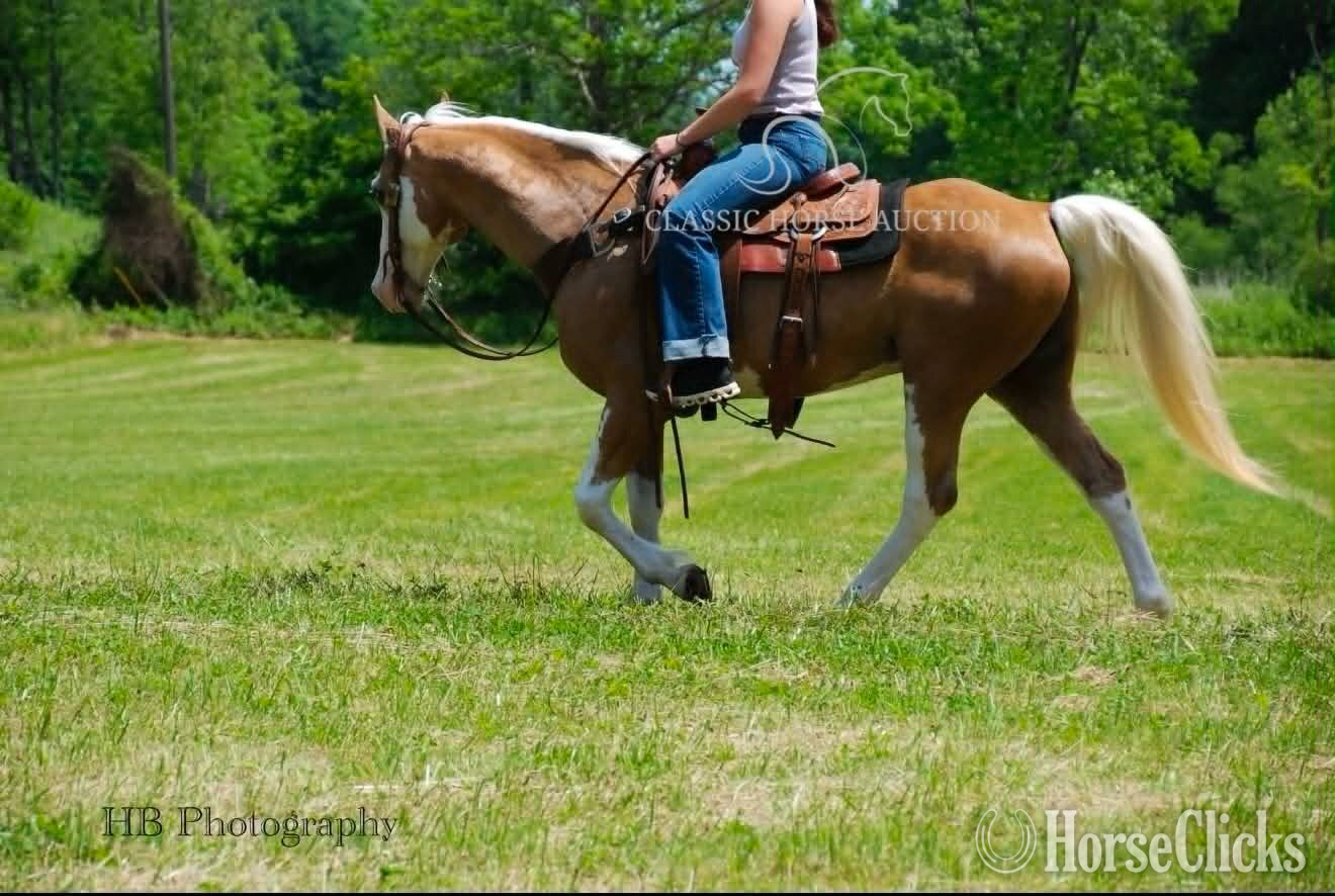 "CHROME" Palomino Gelding Tennessee Walker