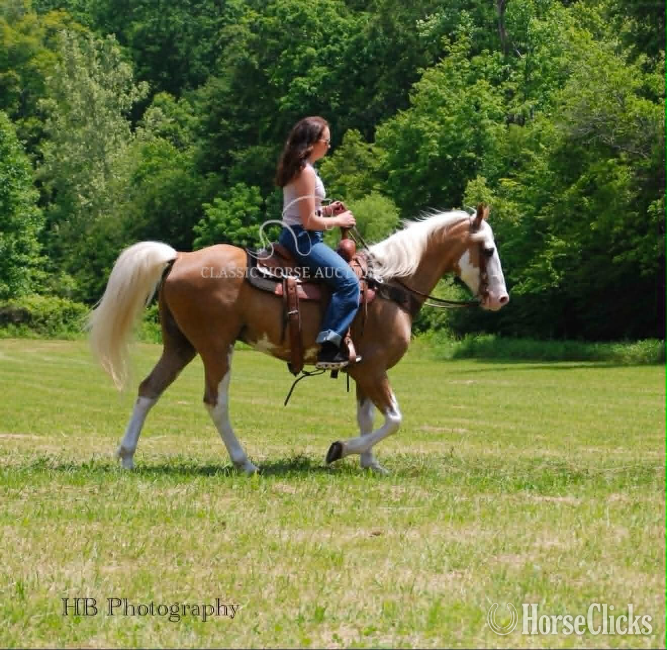 Kentucky "CHROME" Palomino Gelding Tennessee Walker