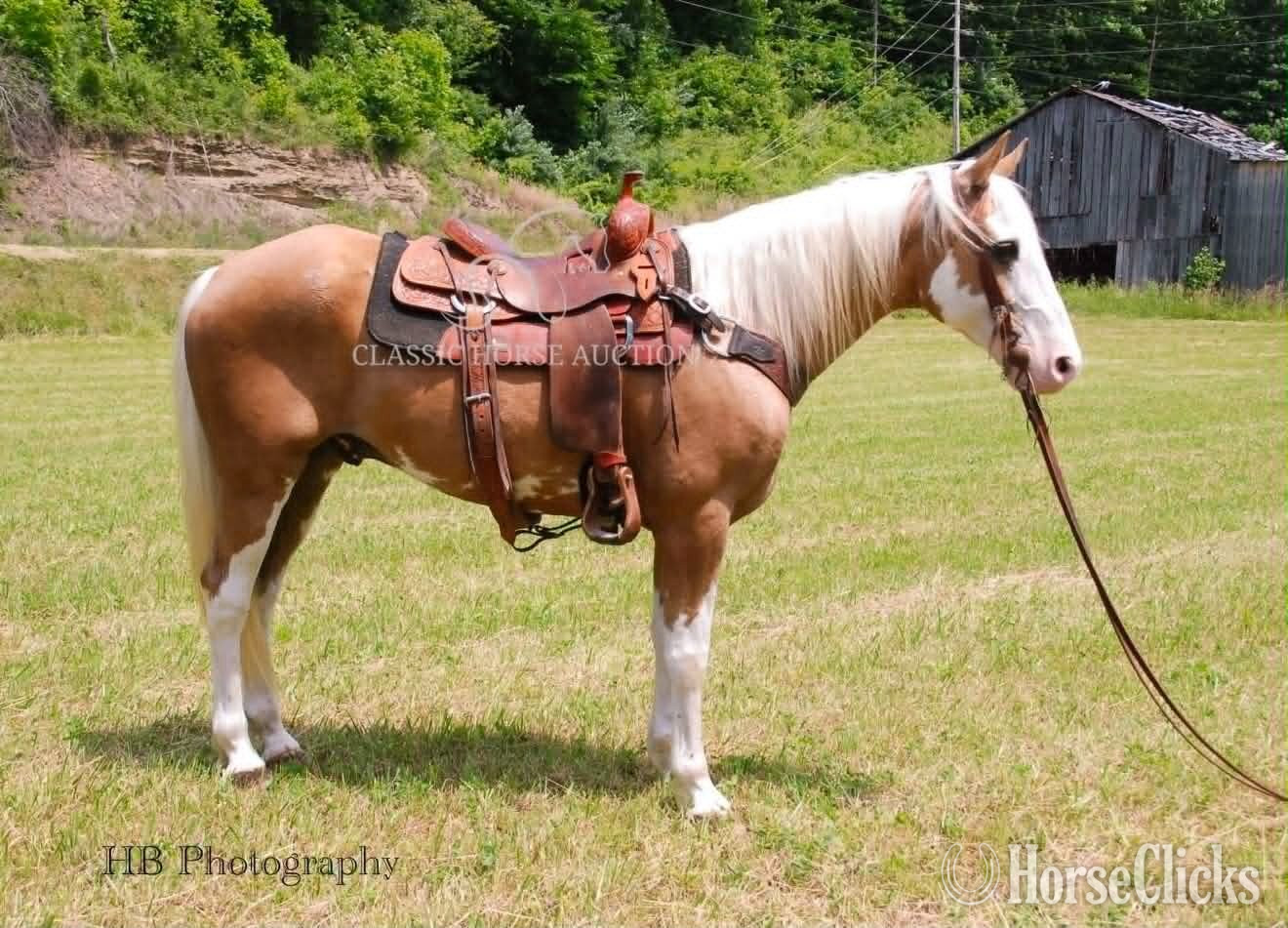"CHROME" Palomino Gelding Tennessee Walker - Tennessee Walker in Kentucky