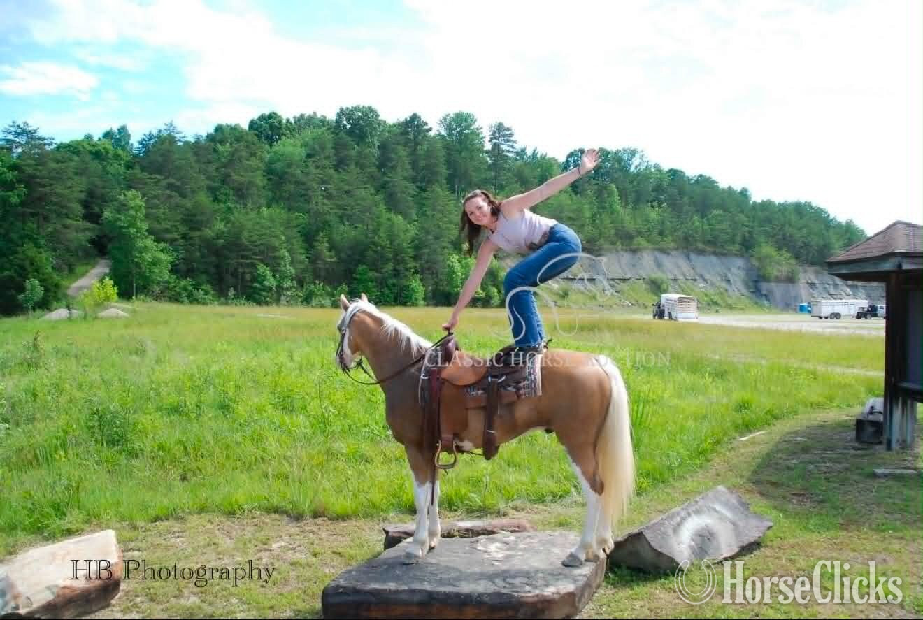 "CHROME" Palomino Gelding Tennessee Walker - Tennessee Walker