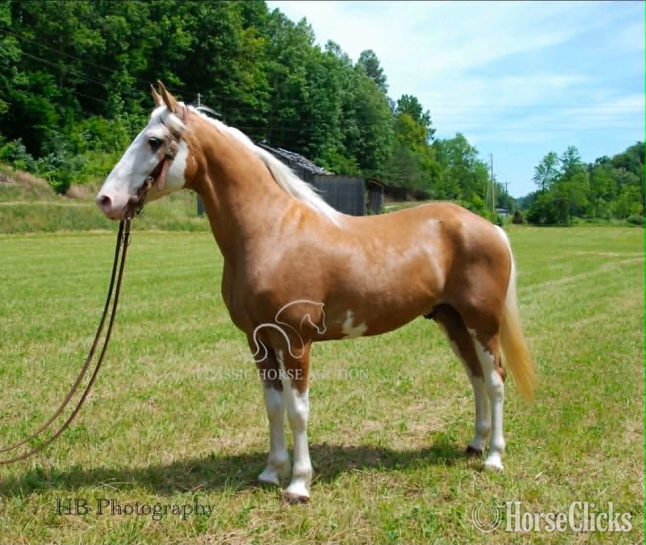 "CHROME" Palomino Gelding Tennessee Walker Kentucky