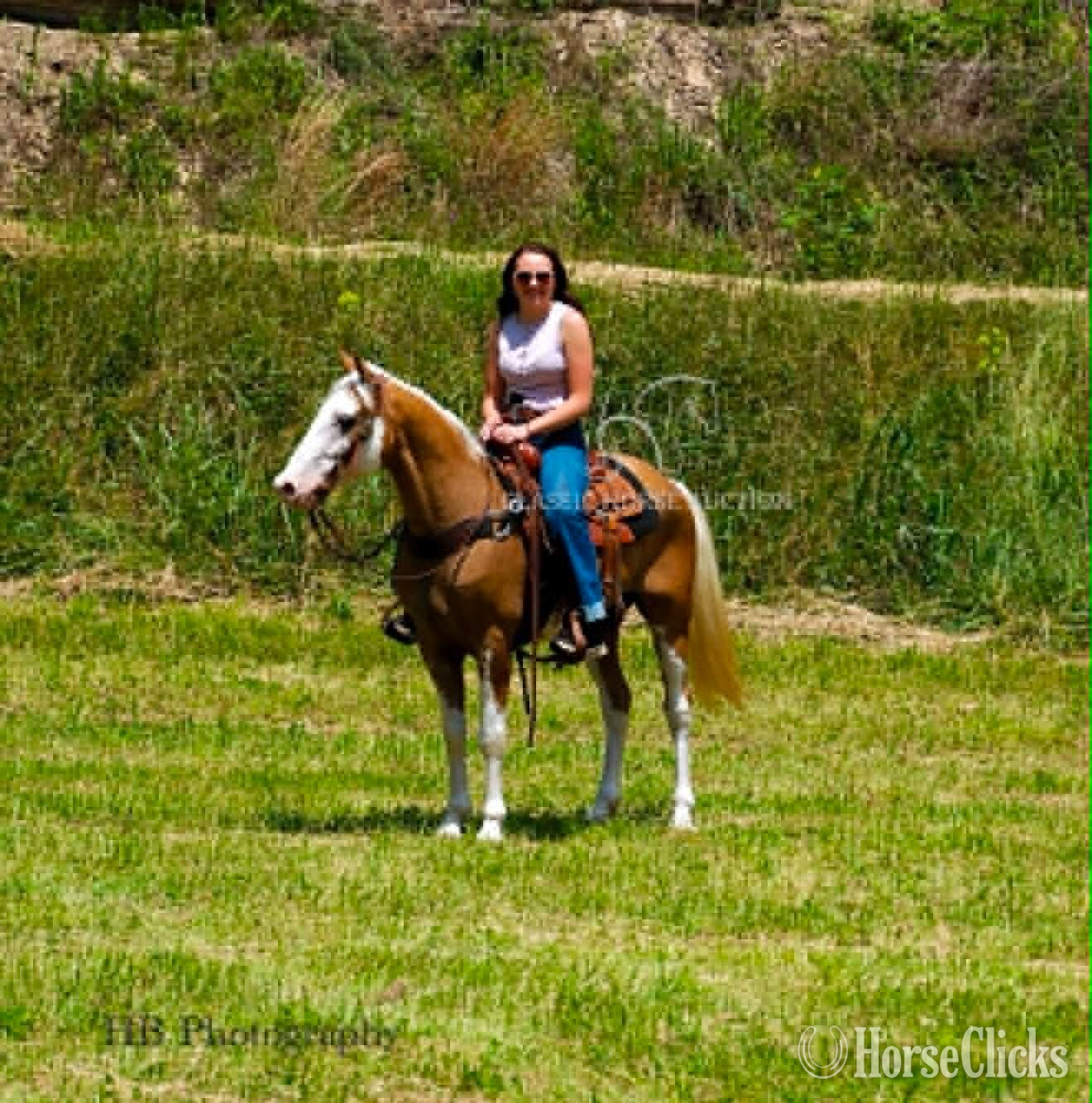 Tennessee Walker - "CHROME" Palomino Gelding Tennessee Walker in Kentucky